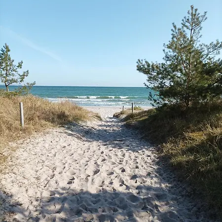 Strandhafer - Im Schwalzkiefernwald Zwischen Ostsee Und Bodden *