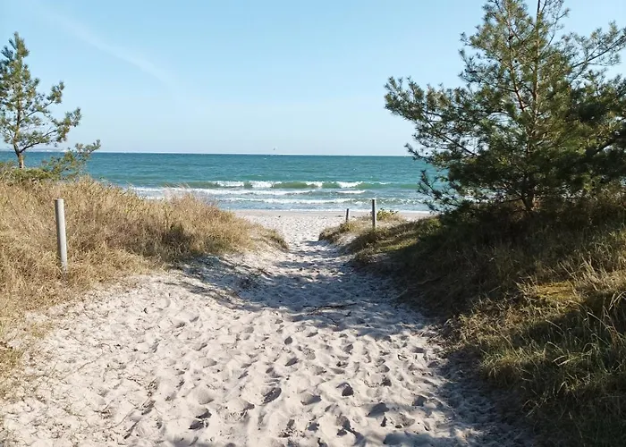 Strandhafer - Im Schwalzkiefernwald Zwischen Ostsee Und Bodden *